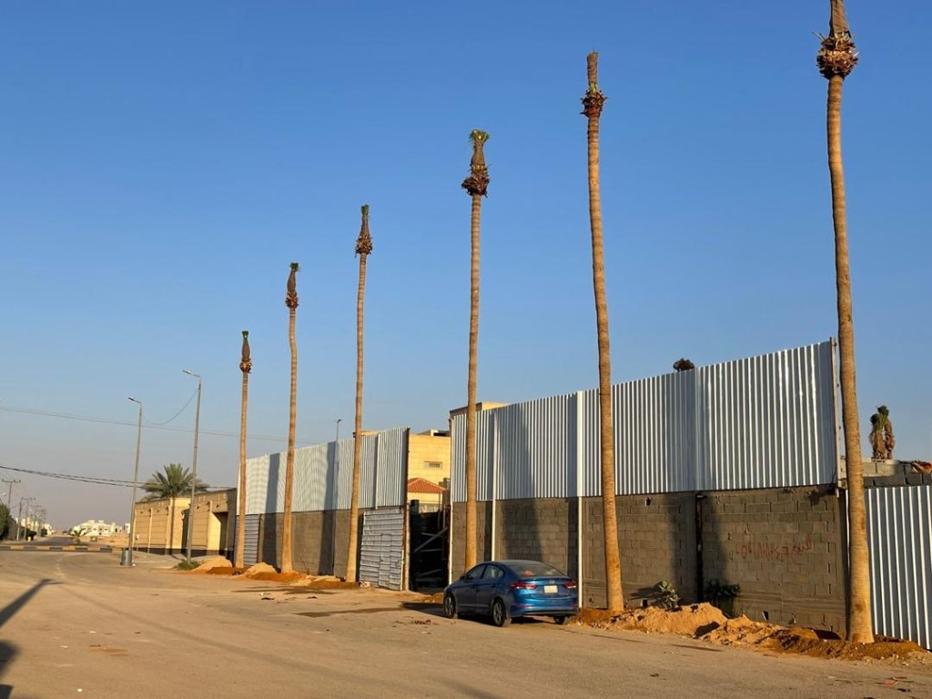 Palm Tree Installation